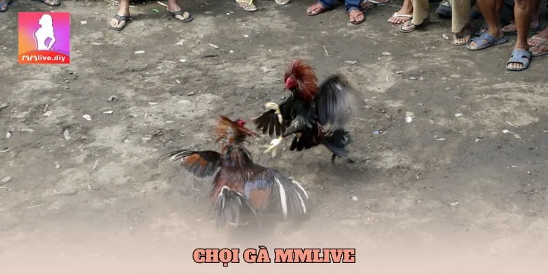 chọi gà mmlive